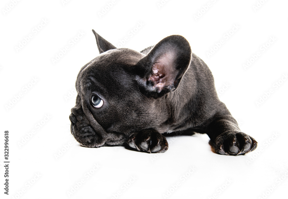 Black French bulldog puppy over a white background