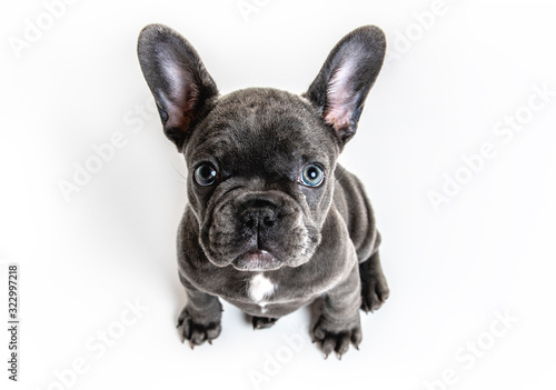 Black French bulldog puppy over a white background © Louis-Photo