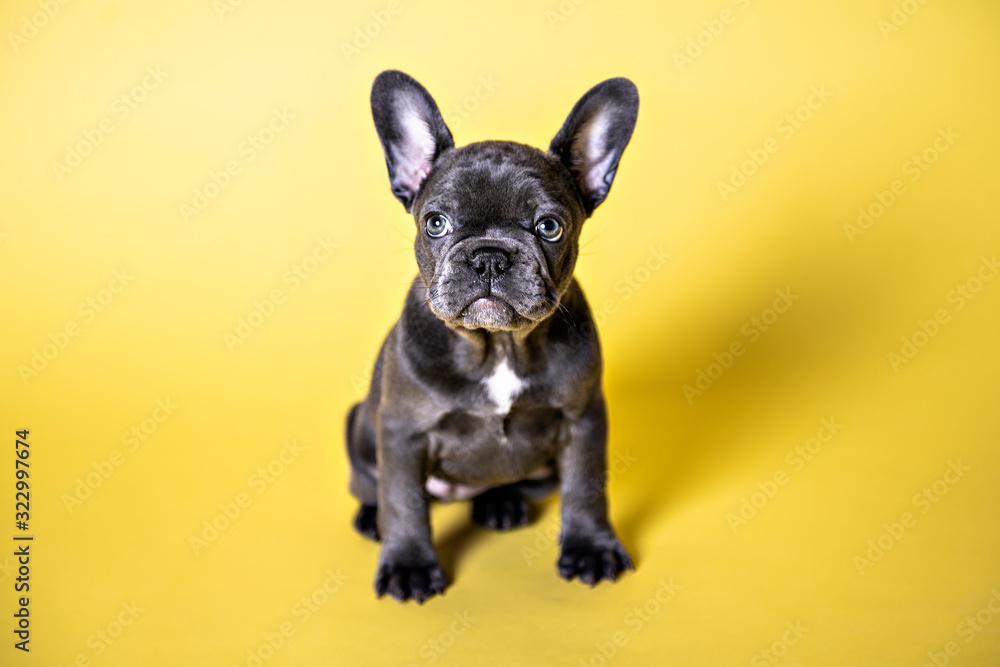 Black French bulldog puppy over a yellow background