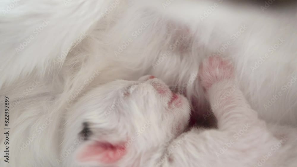 Cute white baby kitten sleeps near mom's boobs having put the head on a warm tummy and having put out tongue after drinking milk near mother Cute white baby kitten sleeps near mom's boobs having put the head on a warm tummy and having put out tongue after drinking milk near mother