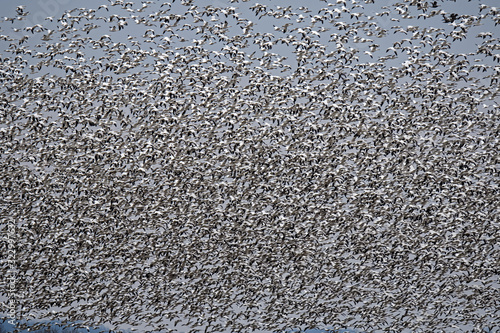 Blizzard of snow geese in flight as they engage in their annual spring northward migration. photo