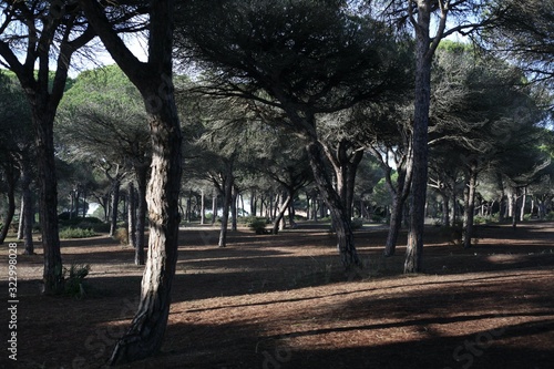 Pine Forest in Spain Park