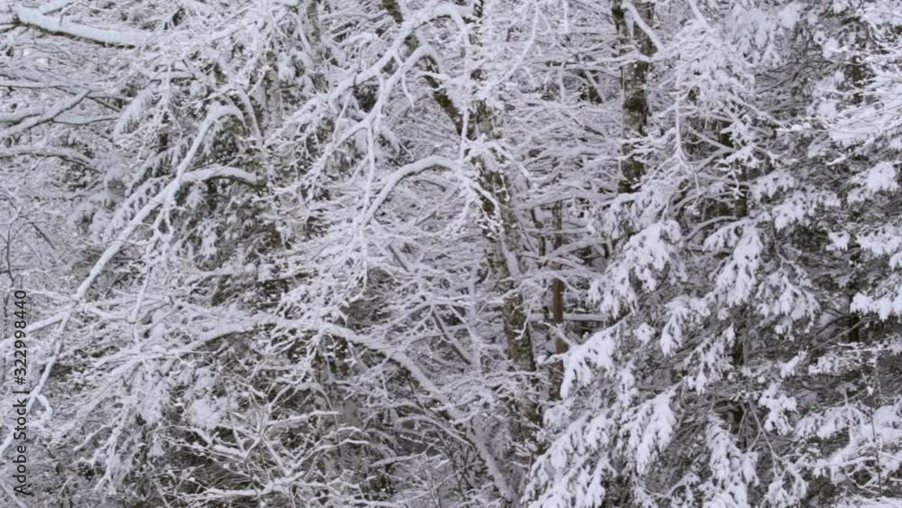 Thick and heavy snow on trees Thick and heavy snow on trees