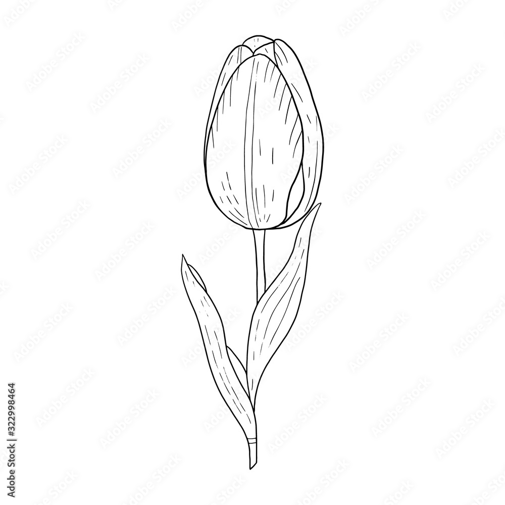 Tulip hand drawn outline drawing.Black and white image.Stylized image of a Tulip flower.One Tulip isolated on a white background.Vector Tulip hand drawn outline drawing.Black and white image.Stylized image of a Tulip flower.One Tulip isolated on a white background.Vector