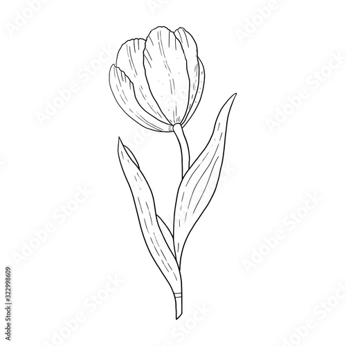 Tulip hand drawn outline drawing.Black and white image.Stylized image of a Tulip flower.One Tulip isolated on a white background..Vector