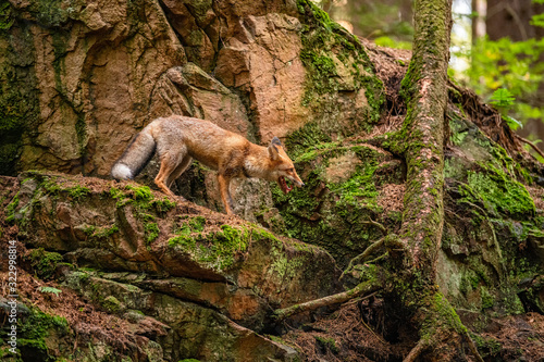 Young fox in its natural habitat in a forest