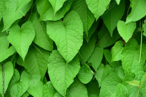 The green leaves in the morning sunlight are used as background images.