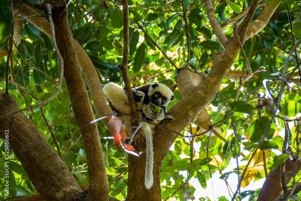 Obraz premium Coquerel's sifaka (Propithecus coquereli) eating a fruit in a tree in Madagascars Ankarafantsika National Park 