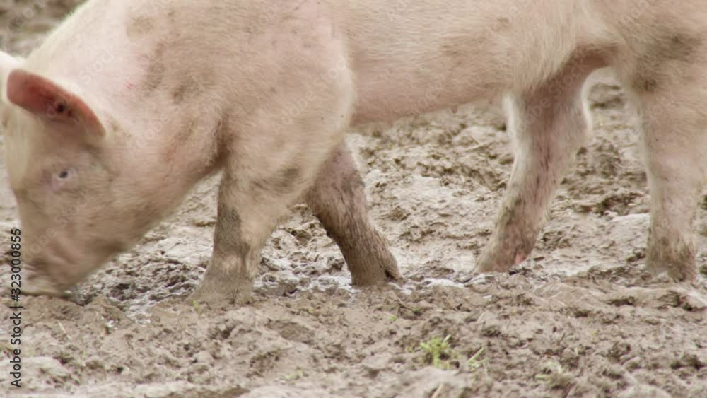 Lucky pigs from sweden