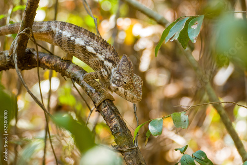 Chameleon or Cameleon brown and white in a tree close to Madagascars Island Nosy Be