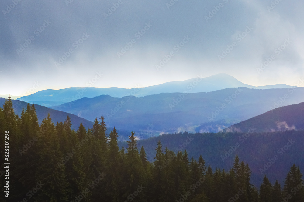 Dark spruce on the background of mountains in cloudy weather. Mountain landscape_