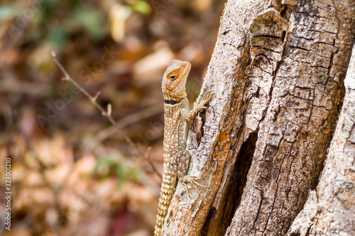 Oplurus cuvieri, known as the collared iguanid lizard, or Madagascan collared iguana. Ankarafantsika National Park, Madagascar wildlife and wilderness