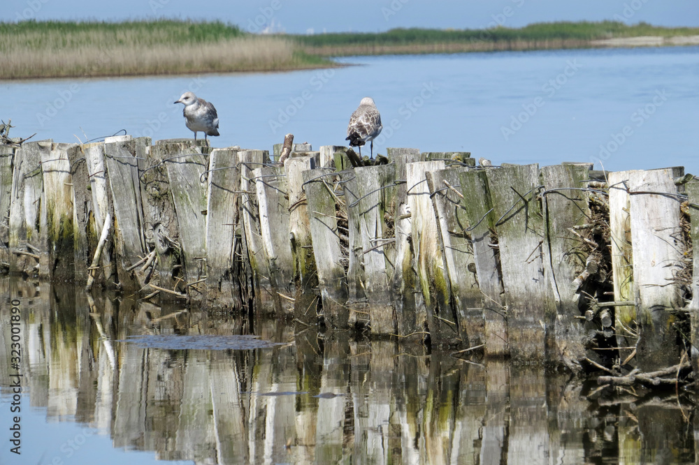 Obraz premium Two seagulls standing on a weathering wooden spur dyke at the sea; Isle of Fehmarn, Germany, Europe 