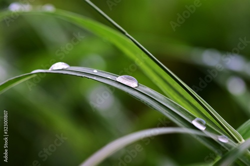 Grashalm mit Regentropfen, auf der grünen Wiese. Das schöne liegt oft so nah, schau genau hin. 