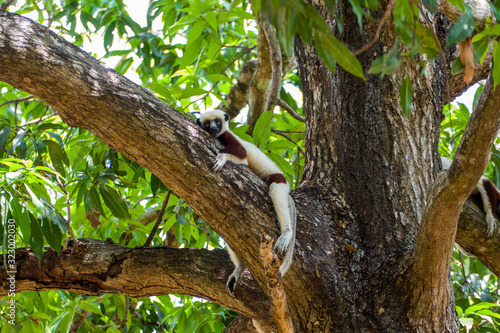 Coquerel's sifaka (Propithecus coquereli) sitting on a tree in Madagascars Ankarafantsika National Park