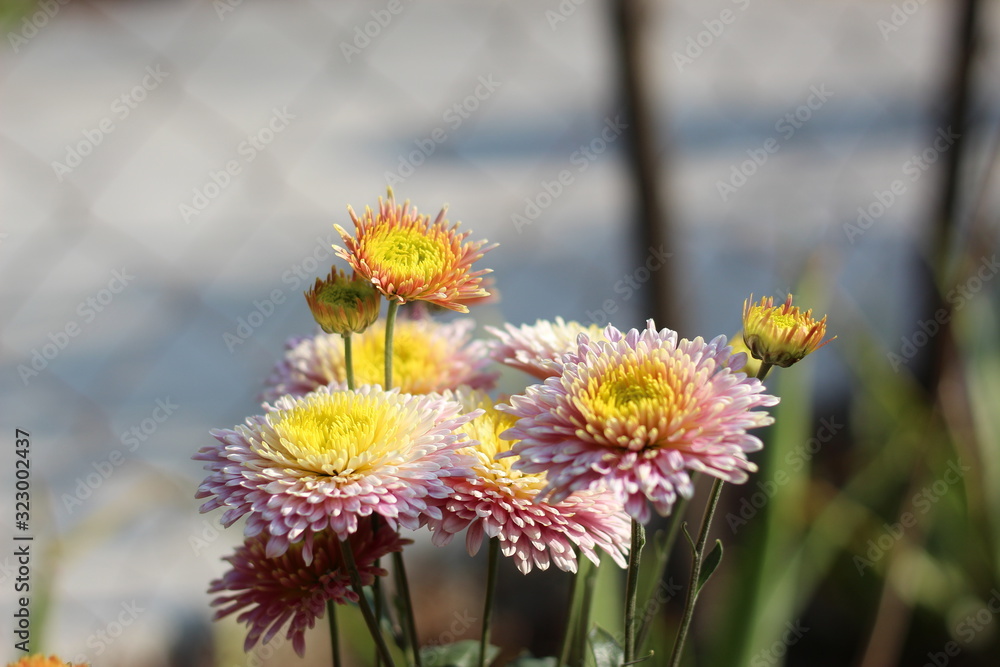 Chrysanthemums, sometimes called mums or chrysanths, are flowering plants of the genus Chrysanthemum in the family Asteraceae. They are native to Asia and northeastern Europe. Most species originate f Chrysanthemums, sometimes called mums or chrysanths, are flowering plants of the genus Chrysanthemum in the family Asteraceae. They are native to Asia and northeastern Europe. Most species originate f
