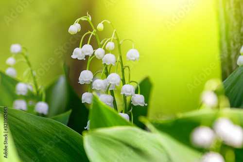 Lily of the valley (Convallaria majalis), blooming in the spring forest, close-up