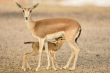 Gazelle antelope deer in the wilderness