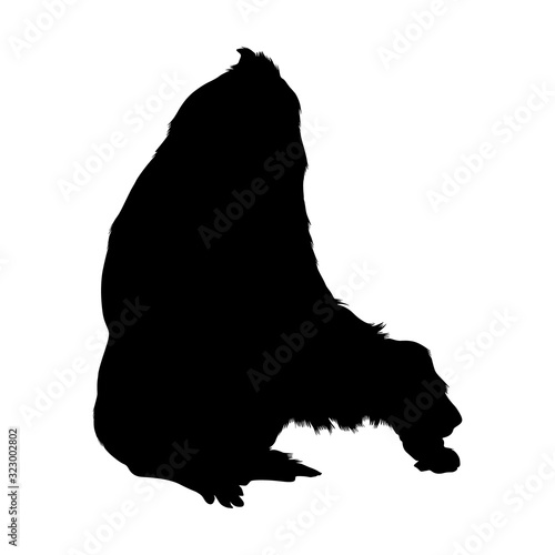 Eastern Gorilla (Gorilla Berengei) Silhouette Vector Found In Map Of Africa