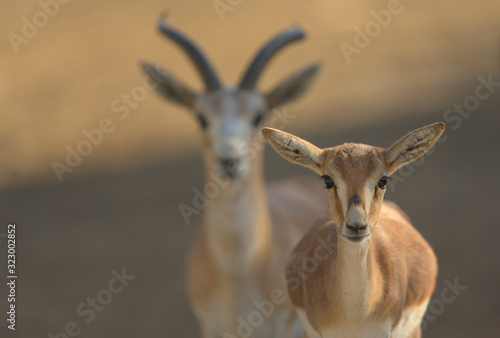 Gazelle antelope deer in the wilderness photo