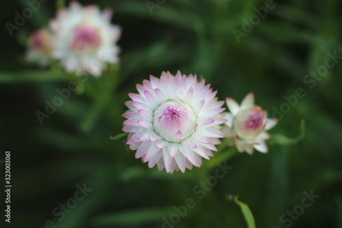 pink flower in garden