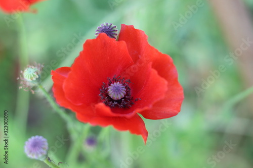 A poppy is a flowering plant in the subfamily Papaveroideae of the family Papaveraceae. Poppies are herbaceous plants, often grown for their colourful flowers