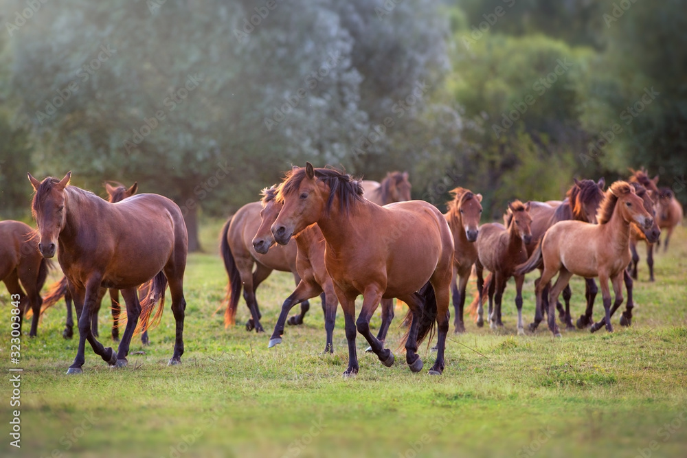 Horse herd run in sunlightwith dust at summer pasture Horse herd run in sunlightwith dust at summer pasture
