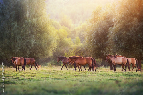 Horse herd run in sunlightwith dust at summer pasture photo