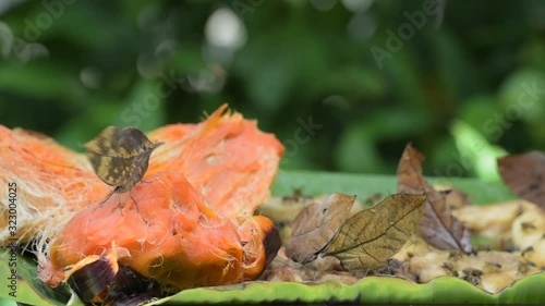 Orange Oakleaf (Kallima inachus) butterfly eating sweet fruit. photo