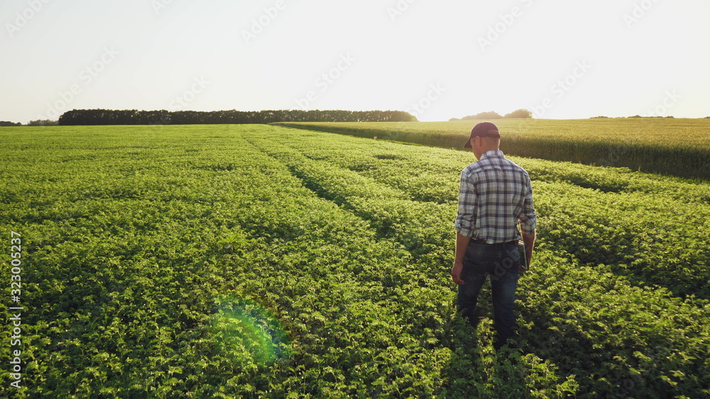 Farmer inspects chickpea growth walking through the field. Fresh green chickpeas field. Digital tablet in man's hand. Rear view, slow motion steadicam shot.