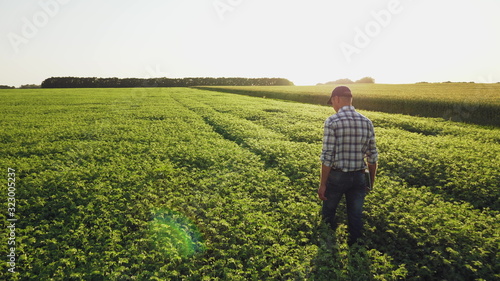 Farmer inspects chickpea growth walking through the field. Fresh green chickpeas field. Digital tablet in man's hand. Rear view, slow motion steadicam shot.