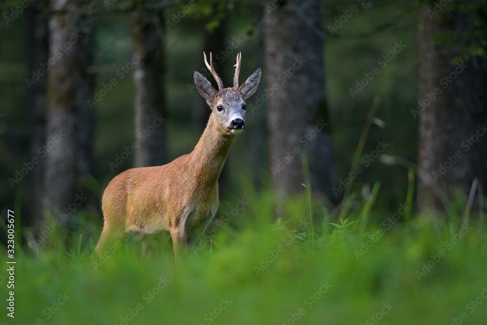 European Roe deer ( Capreolus Capreolus ) in the dark Forest European Roe deer ( Capreolus Capreolus ) in the dark Forest