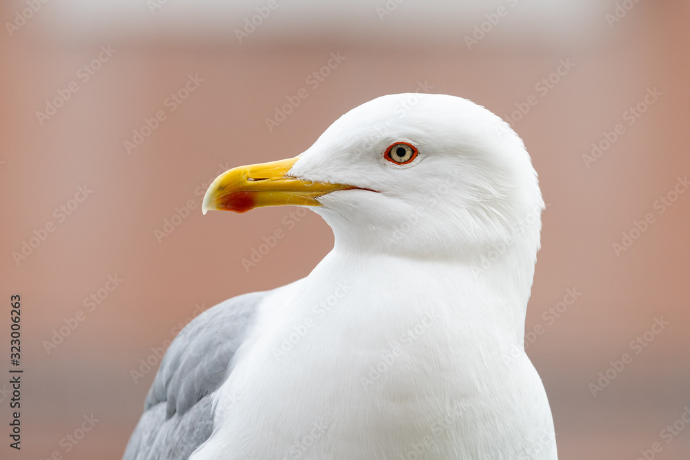 Portrait of a yellow legged gull on a cloudy day in winter Portrait of a yellow legged gull on a cloudy day in winter