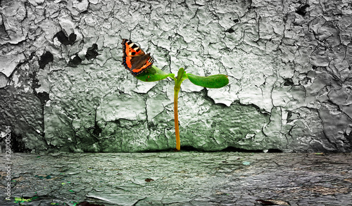 Junge Pflanze in einem Spalt mit Schmetterling