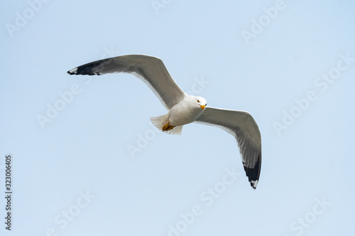 A yellow legged gull flying on a cloudy day in winter