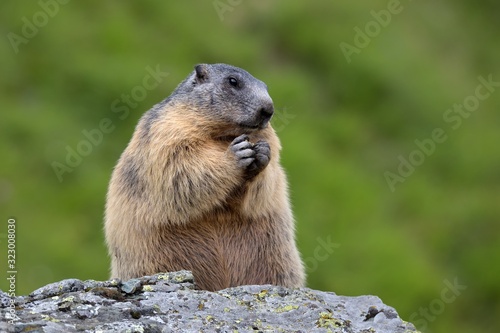 alpine marmot (Marmota marmota) in the natural  environment 