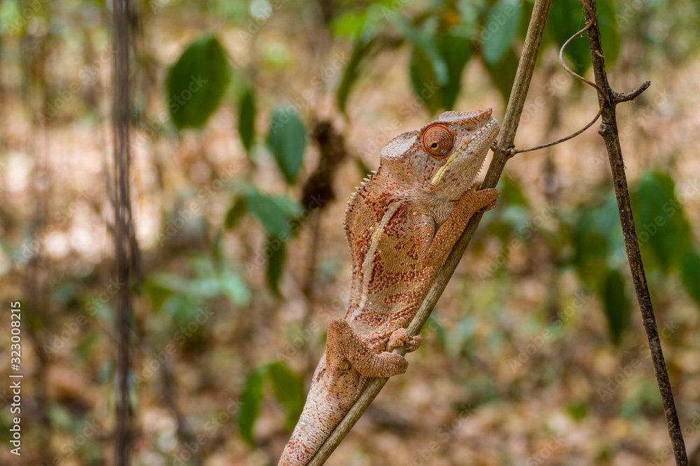 Panther Chameleon on a tree (Furcifer pardalis) in Ankarana National Parc Madagascar - close-up, portrait Panther Chameleon on a tree (Furcifer pardalis) in Ankarana National Parc Madagascar - close-up, portrait
