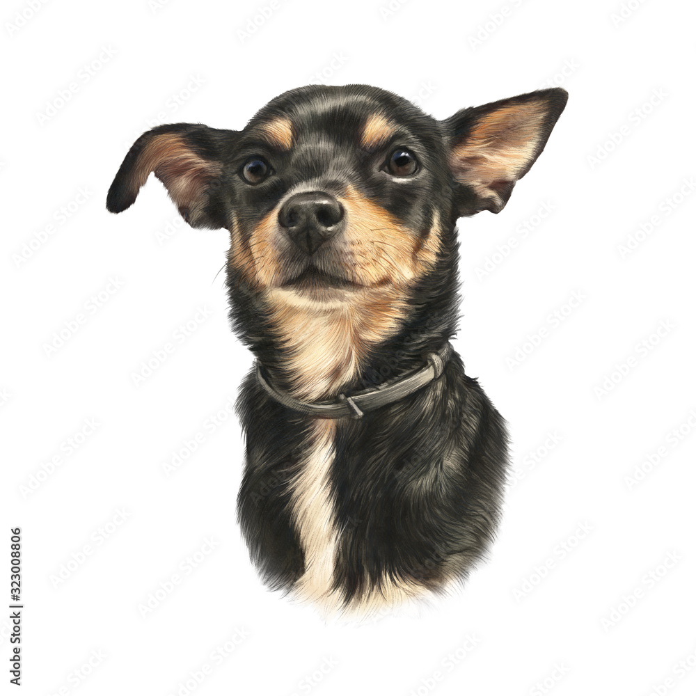 Miniature Pinscher Dog. Toy Manchester Terrier. Head of a black toy terrier isolated on white background. Animal art collection: Dogs. Realistic puppy Portrait. Hand Painted Illustration of Pet