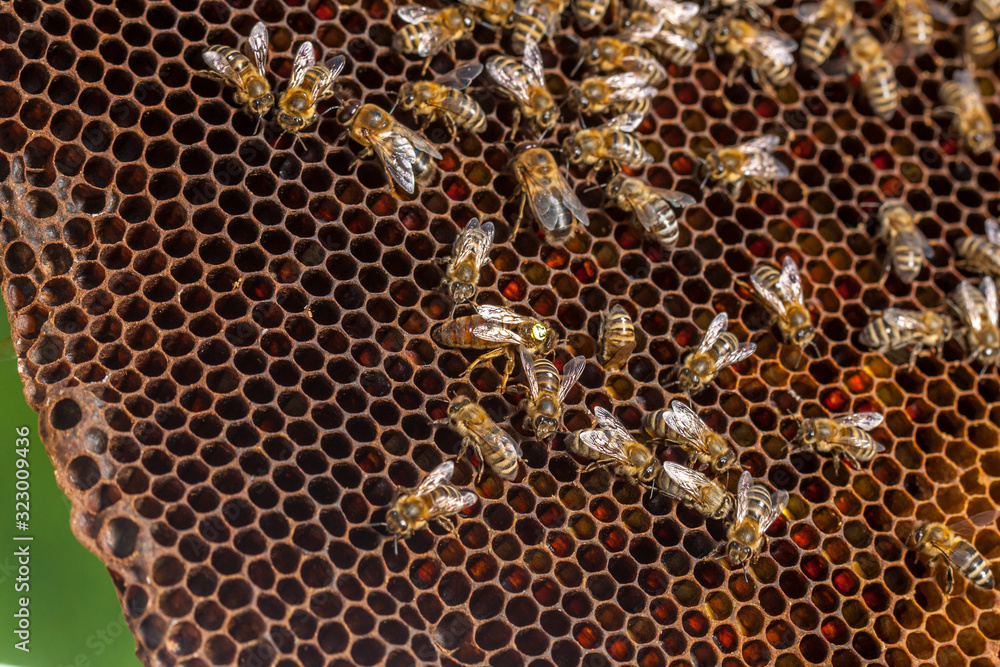 Beekeeping in the Czech Republic - honey bee, details of hive Beekeeping in the Czech Republic - honey bee, details of hive
