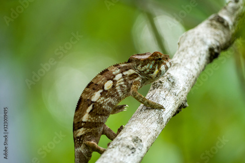 Common Chameleon or Cameleon brown and white in a tree close to Madagascars Island Nosy Be