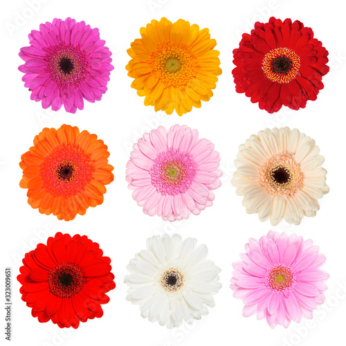 Set of gerbera isolated on white.