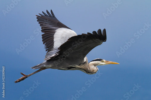 Tela Gray heron in flight over a blue sky.