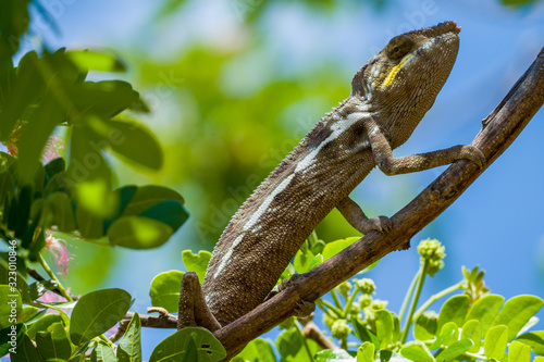 Female Panther chameleon  furcifer pardalis  on a tree close to Madagascars island Nosy Be