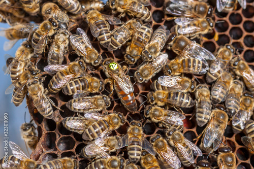 Beekeeping in the Czech Republic - honey bee, details of hive