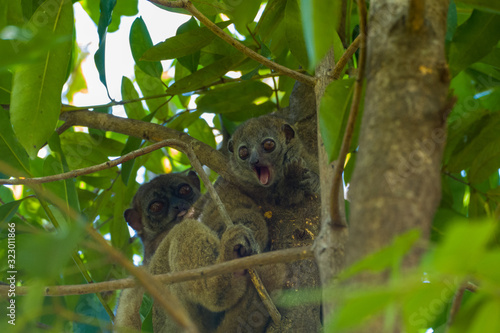 фотографія sportive lemurs (Lepilemur septentrionalis family Megaladapidae) in a tree in No