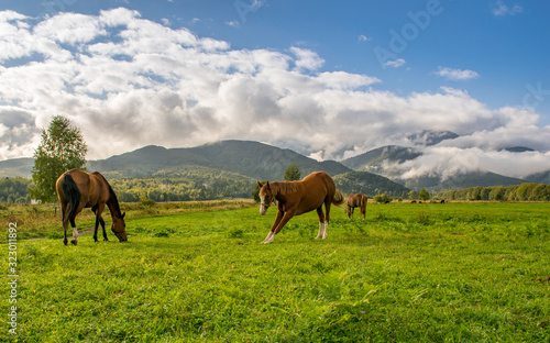 Beautiful brown horse walking in the backdrop of blue skies with beautiful white clouds near the Transylvanian mountains. These horses are mostly used by shepherds in the bear county © Liju