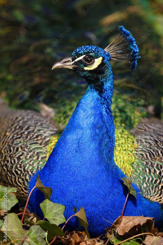 Single male Indian Peafowl - latin Pavo cristatus - known also as Common Peafowl or Blue Peafowl tropical bird natively inhabiting India subcontinent, in a city park Single male Indian Peafowl - latin Pavo cristatus - known also as Common Peafowl or Blue Peafowl tropical bird natively inhabiting India subcontinent, in a city park