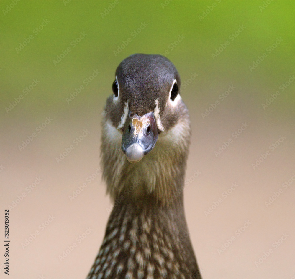 Fototapeta premium Single female Mandarin Duck - latin Aix galericulata - bird natively inhabiting East Asia, in a spring mating season in a city park