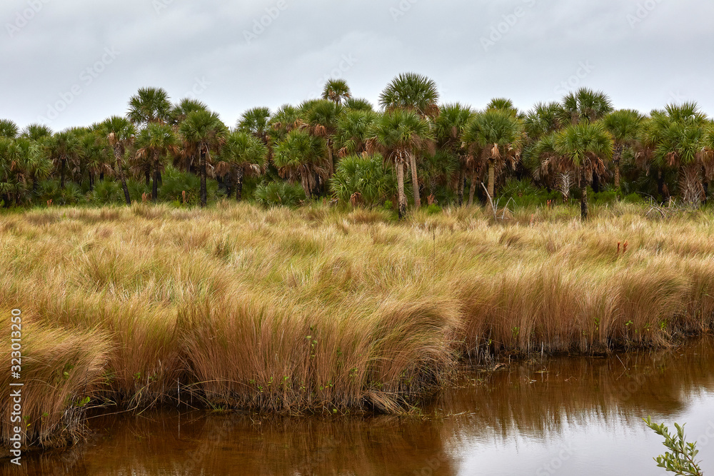 Palm trees and marsh at Merritt Island National Wildlife Refuge near Titusville, Florida Palm trees and marsh at Merritt Island National Wildlife Refuge near Titusville, Florida