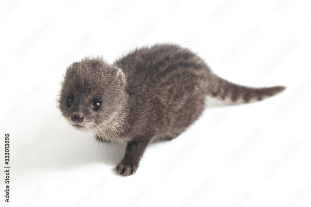 The baby small Indian civet (Viverricula indica) is a civet native to